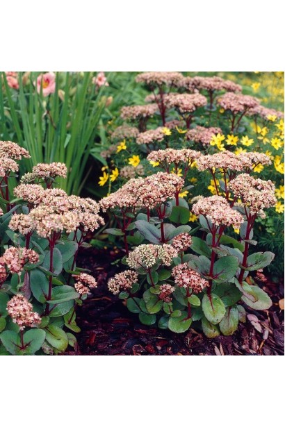 Седум широколистий Пурпуреум фото